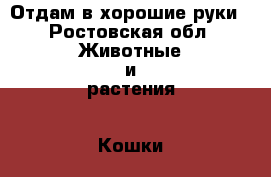 Отдам в хорошие руки - Ростовская обл. Животные и растения » Кошки   . Ростовская обл.